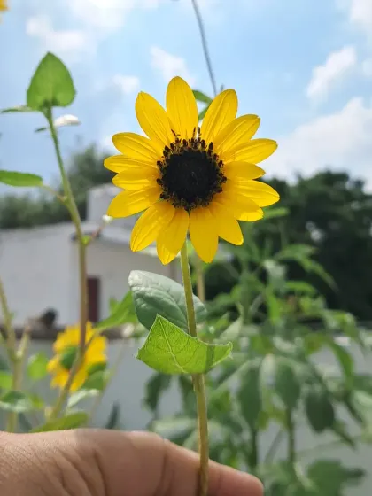 A full view of a sunflower stalk. They can grow quite tall and add a lovely vertical element to the garden.