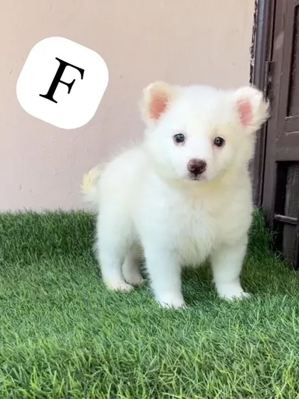This beautiful white female Pomeranian is standing proudly on the grass. She has a lovely, full coat and an alert, intelligent expression.