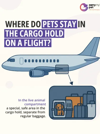 This diagram shows exactly where pets stay on a flight: in a special, live animal compartment in the cargo hold, separate from regular baggage.