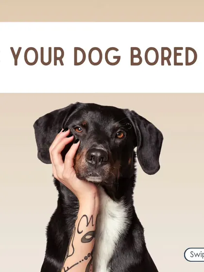 Is your dog bored? A bored dog is often a destructive dog. This is your sign to provide more mental stimulation and exercise.