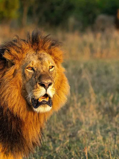 A stunning male lion caught in the warm, golden light of the Masai Mara. Understanding light is critical, and the first and last hours of the day provide the best opportunities for portraits like this.