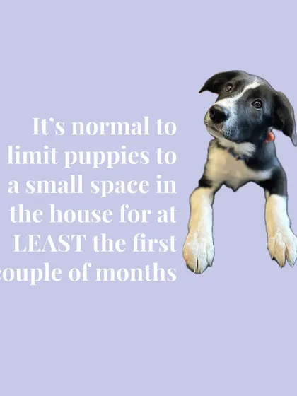 Limiting your puppy to a small, managed space in the house for the first couple of months is a key to success. This helps with potty training and prevents destructive habits.
