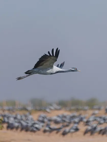 A Demoiselle Crane soars over a massive flock at Khichan, Rajasthan. This village hosts over 30,000 of these migratory cranes every winter.