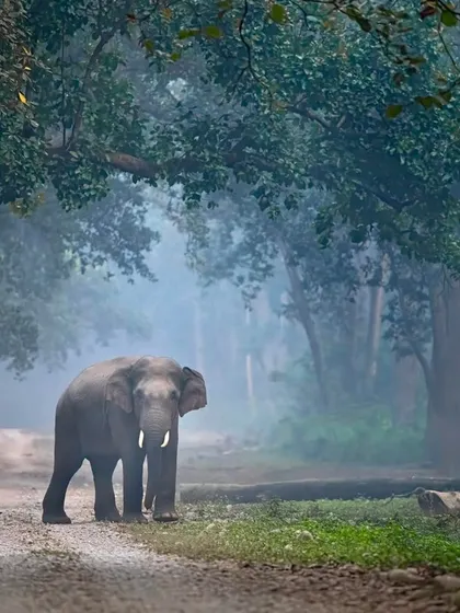A tusker elephant emerges from the mist in Jim Corbett National Park. My tours cover diverse habitats, and I guide you in capturing not just big cats, but the full majesty of India's wildlife, teaching techniques for atmospheric shots like this.