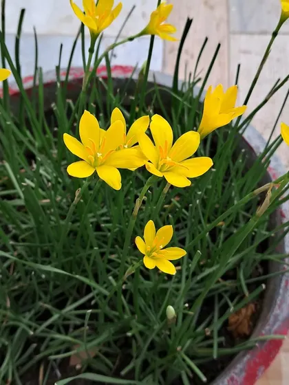 A pot of yellow Rain Lilies.