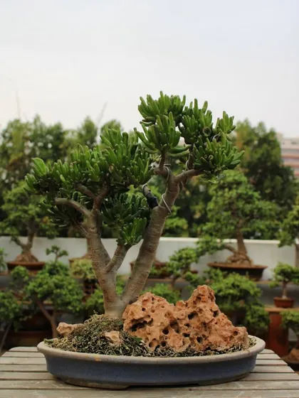 A beautiful Finger Jade bonsai, its unique tubular leaves reaching for the sky. This variety adds a touch of modern and quirky elegance to any bonsai collection.