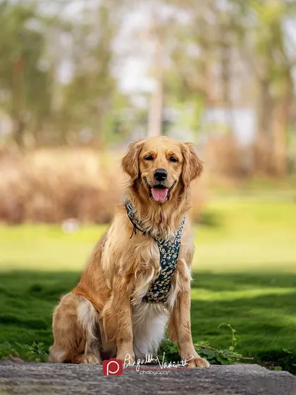 Another shot of Sparkle, looking regal and happy. Her name fits her perfectly, as she truly shines in front of the camera.