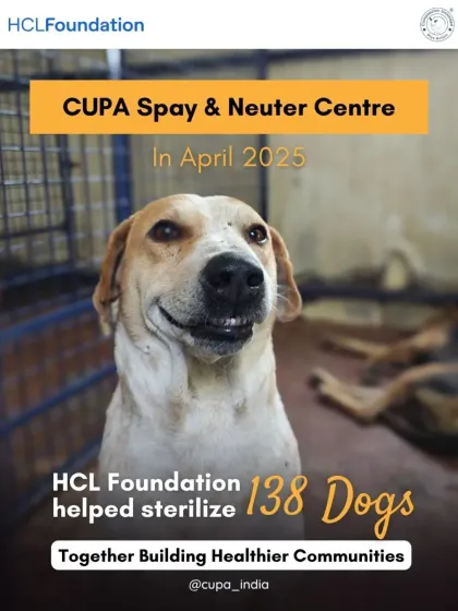 In April, HCL Foundation's support enabled the sterilization of 138 dogs. This consistent effort is key to maintaining a stable, vaccinated, and healthy community dog population, which benefits everyone.