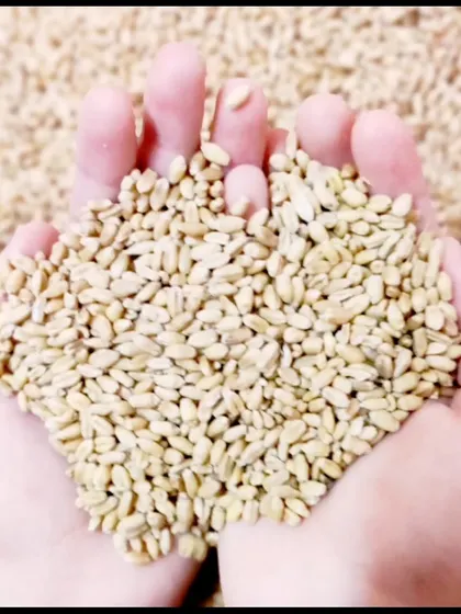 These are whole wheat grains, which contain gluten. For most people, whole wheat is a healthy source of fiber and nutrients. A gluten free diet is only medically necessary for a small percentage of the population.