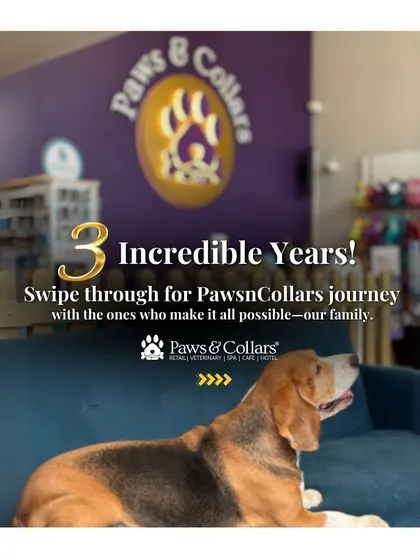 Celebrating three incredible years with our Paws & Collars family. This journey is made possible by every pet and parent who walks through our doors.