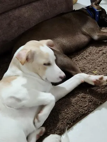 Nap time for Bella and Coffee. They are inseparable.