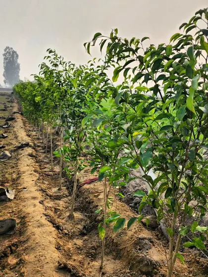 A close-up of a row of Ficus plants growing in our field. By growing them ourselves, we ensure they are healthy, robust, and acclimated to local conditions.