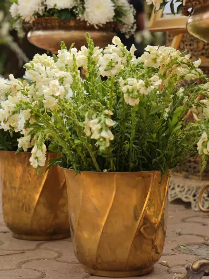 Simple bunches of white snapdragons in modern brass pots, an elegant and understated decor detail.