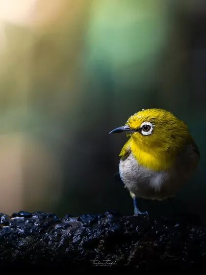 A tiny, round Indian White-eye, looking like a little ball of fluff, perches on a dark branch, its bright yellow color a splash of sunshine.