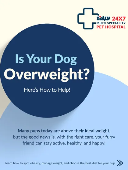 Is your dog overweight? This infographic series provides a comprehensive guide to help you identify, manage, and prevent obesity in your pet for a longer, healthier life.