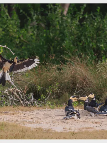 The full scene of the "election campaign," with one Malabar Pied Hornbill in flight and a group of others gathered on the ground, seemingly listening.