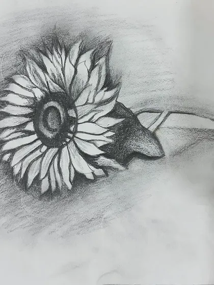 A finished sketch of a sunflower, showing lovely texture and shading on the petals.