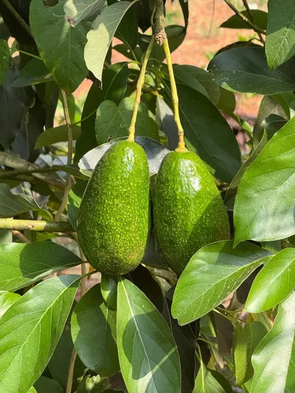 A close-up of our creamy avocados, growing lush and green on the tree. Cultivated using agroforestry methods, these fruits are not only delicious but also contribute to a healthier, more diverse ecosystem.