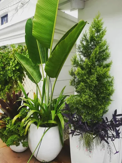 Here, we paired a large Bird of Paradise plant with a conical evergreen and trailing purple foliage. This planter composition demonstrates how to create visual interest by combining different forms, colors, and leaf structures in a container garden.