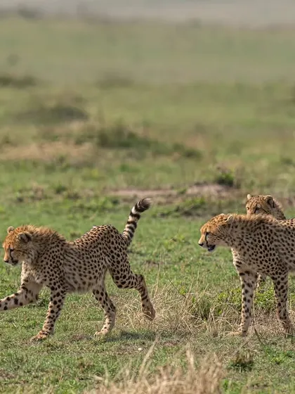 The chase continues with the cheetahs working together. Capturing multiple fast-moving subjects is a challenge, but my gear's advanced autofocus tracking allows me to keep the main subjects sharp while telling a wider story.
