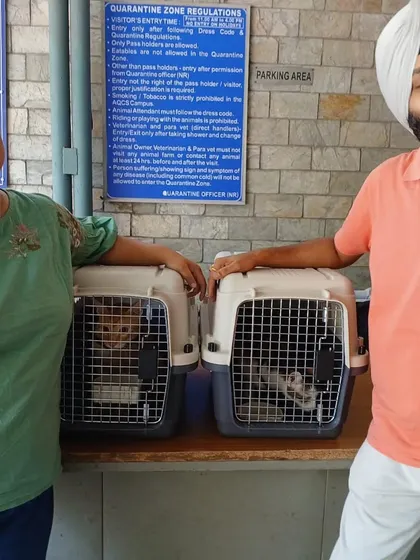 This family is all smiles as their two cats get their final travel clearance for Canada. I manage the process for both dogs and cats with equal expertise.