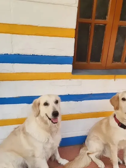 Two beautiful Golden Retrievers posing perfectly against our colorful wall. Their calm and happy presence brightens up our home.