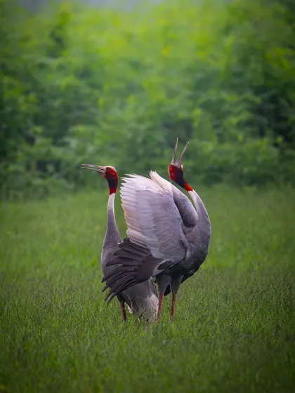 The Sarus Crane courtship dance, with wings spread and bodies close. This is a rare and beautiful behavior to witness and photograph.