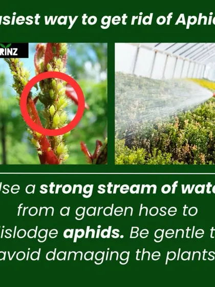 Aphids can be a nuisance, but there's an easy, chemical-free way to deal with them. A strong stream of water from a hose can often dislodge them without harming your plants.