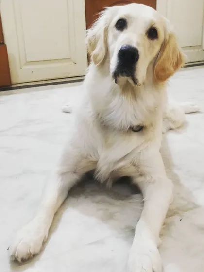 Young Snowy the Retriever was very afraid of the other dogs when she first arrived. After a few days of watching the others play, she learned she was safe and started to join in. Socializing young pups in a safe environment is so important for their confidence.