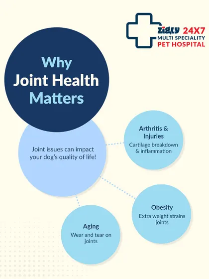 Why does joint health matter so much? This graphic explains how issues like aging, obesity, and injuries can lead to arthritis, impacting your dog's quality of life and overall happiness.