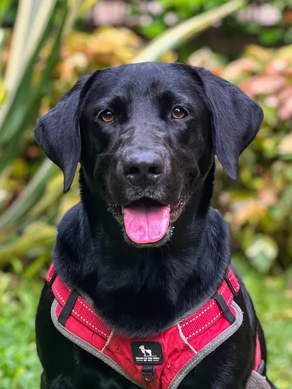 This is Pepper, a handsome black Labrador with a happy and alert expression. Labs are known for their intelligence and eagerness to please, which makes them a joy to train.