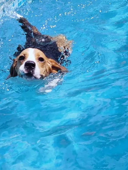 Look at that happy face. This is Coco, a Beagle who absolutely loves paddling around in the water.