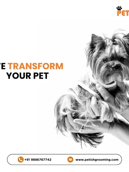 We transform your pet. This freshly groomed Yorkshire Terrier is a perfect example of the care and attention to detail I put into every haircut.