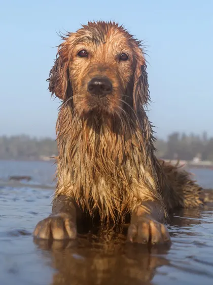 A stunning close-up portrait of a wet Golden Retriever, looking intently at the camera. The detail in its wet fur and the soulful expression make this a powerful shot.