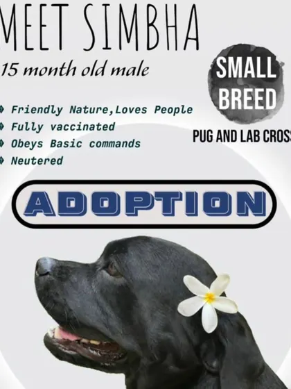 Meet Simbha, a 15 month old male Pug and Lab cross. He is a friendly, small breed dog who is fully vaccinated, neutered, and knows basic commands.