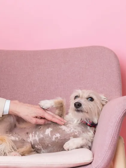 A candid moment of a happy dog getting a belly rub. This image was part of a series thanking all the beautiful families who trusted me to capture their memories throughout the year.