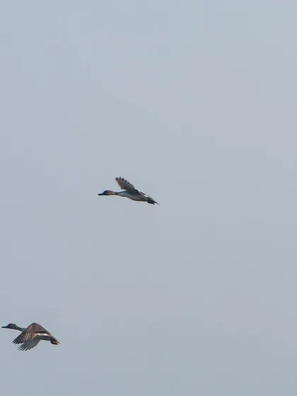 A group of ducks flying in formation against a pale sky. This type of shot is great for practicing composition with multiple moving subjects.