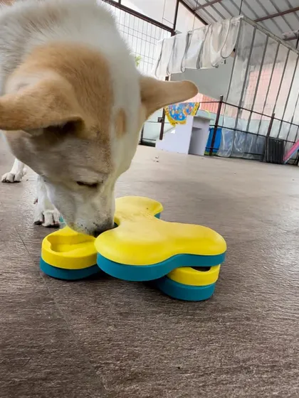 This is Rocky, an indie who is reactive towards other dogs. While we work on his reactivity, puzzles provide essential mental stimulation to keep his smart brain occupied. He took to this puzzle immediately, showing his natural problem solving abilities.