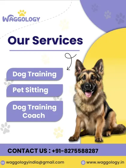 A clear look at the core services I provide: Dog Training, Pet Sitting, and Dog Training Coach. My goal is to be your trusted partner for all your pet care needs.