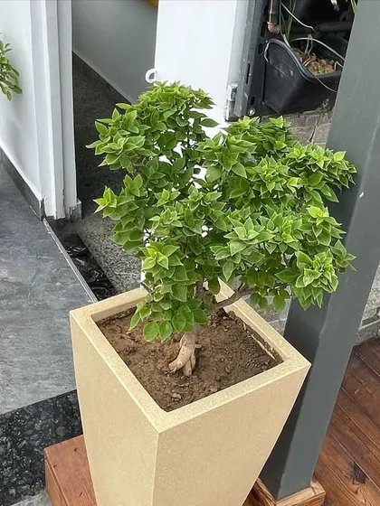 A Bougainvillea bonsai in a square planter adds a touch of color and artistry to this commercial space. I can source and maintain unique specimen plants to elevate your property's aesthetic.