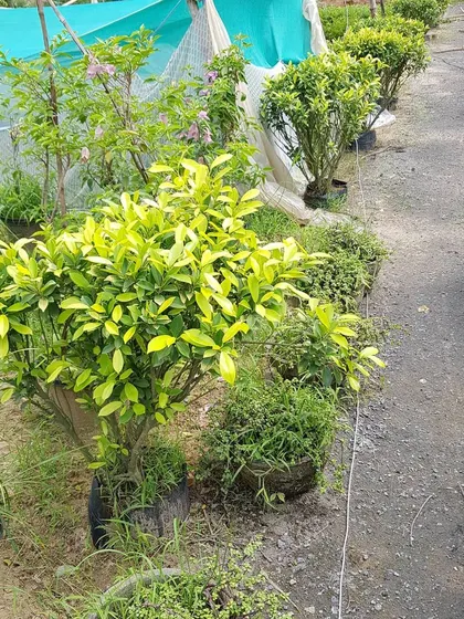 A glimpse of the diverse range of plants I cultivate, from bright green Ficus to other shrubs and trees, all available for your projects.
