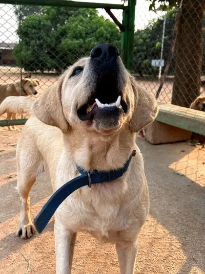This happy dog is sending out howls of joy to get you through your Monday. Look at that smile!