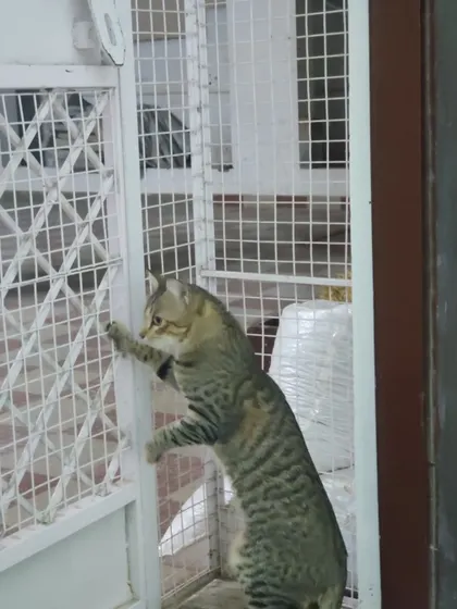 Welcome back, Kitta. This curious tabby is trying to see what's happening on the other side of the door.