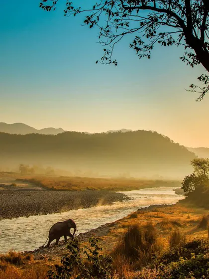 My award-winning photograph, "Stairway to Heaven." A lone tusker ascends a hill by the Ramganga River in Jim Corbett at dawn, a moment that perfectly captures the scale, majesty, and spiritual feeling of the wild.