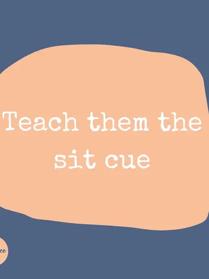 The first step to stopping jumping is teaching a solid 'sit' cue. This gives your dog an alternative, polite behavior to offer when they're excited to greet someone.