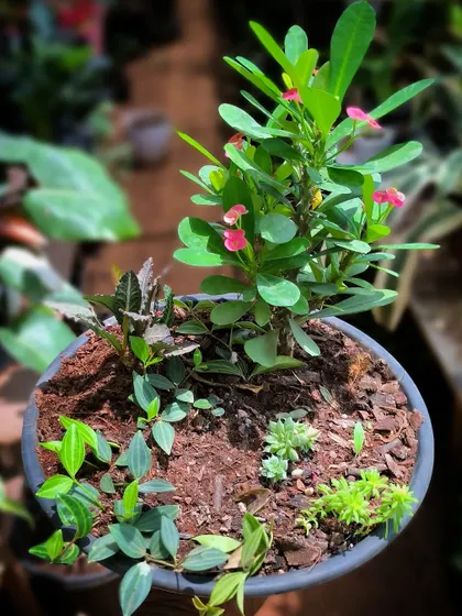 This micro-landscape proves you can create a thriving garden in a shallow tray. I used a special soil mix to combine a flowering Euphorbia with various groundcover plants.