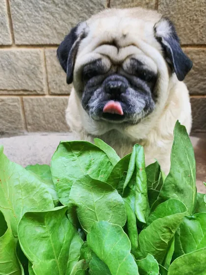 This homegrown spinach is going straight into this week's meals. What you see is what you get, from my garden to your dog's bowl.