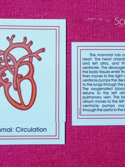 The four-chambered heart of a mammal, as shown on a Montessori nomenclature card. This material helps children understand the circulatory system and our own place within the animal kingdom.