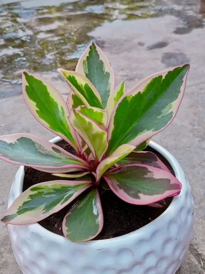 The beautiful pink and green variegation of this Peperomia Ginny makes it a standout indoor plant. We love using unique plants like this to create memorable office gardens.