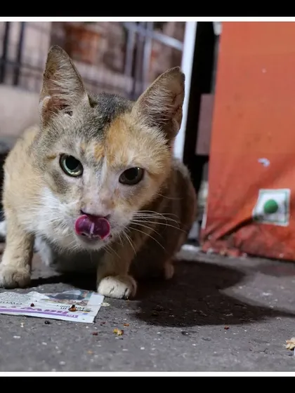 A calico cat in Colaba licks its lips after a meal. These are the small, real-life moments I love to document.
